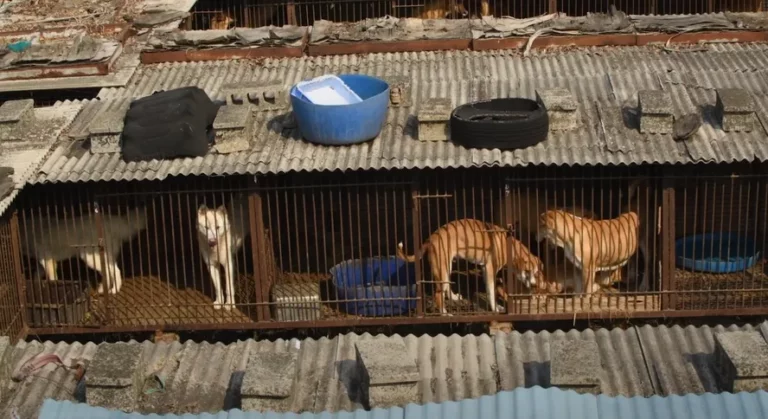 Carne de cachorro na Coreia do Sul