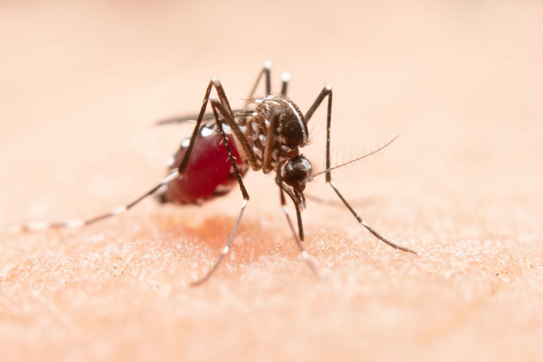 Aedes aegypti - arbovirose - zika - Chikungunya