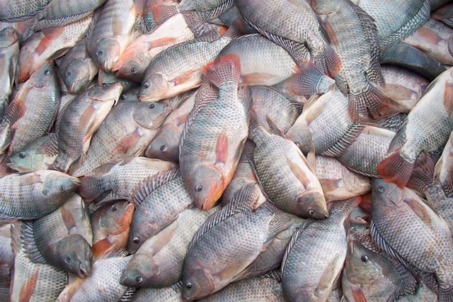 RN chega a 115 casos de intoxicação por ciguatera desde 2022; entenda -  Tribuna do Norte