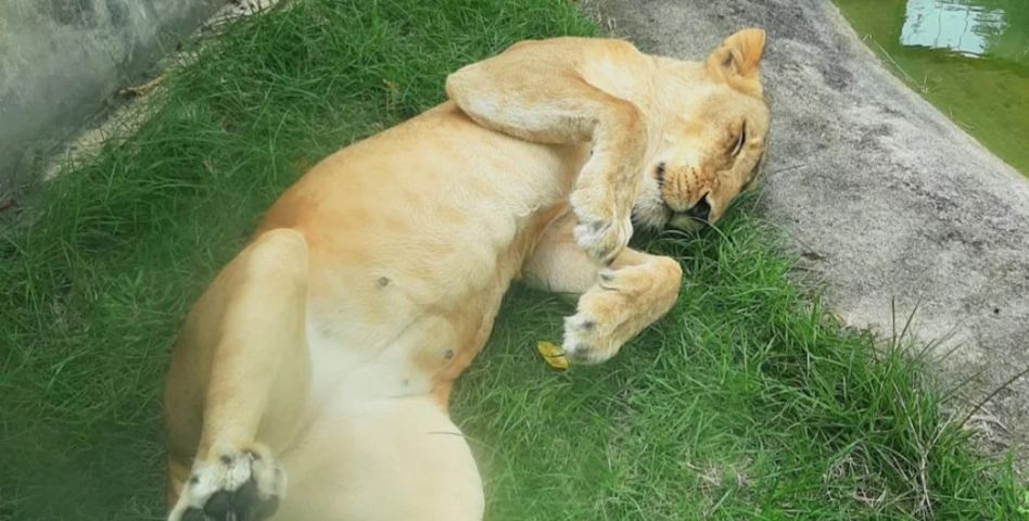 Leoa que matou homem em parque da Paraíba não será sacrificada - Tribuna do Norte