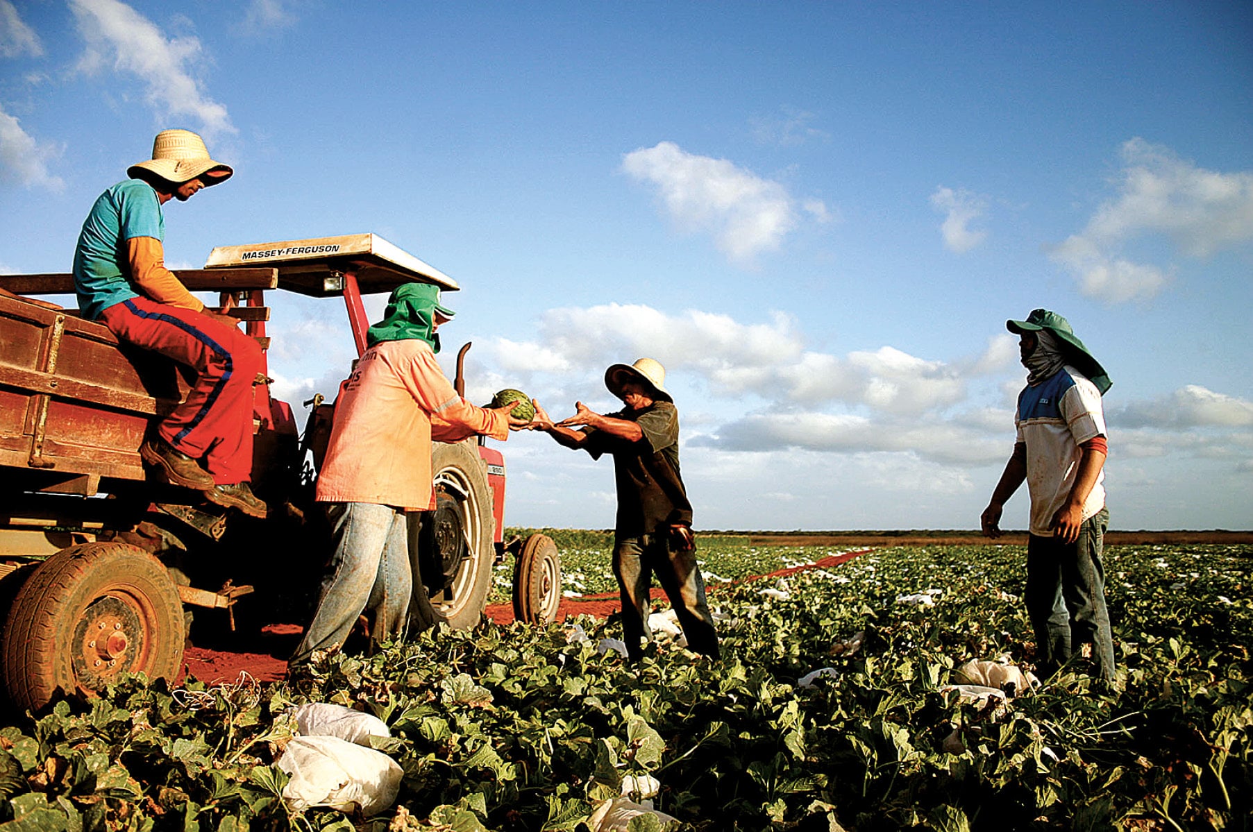Produção agrícola do RN cresce 8,65% e supera R$ 3,9 bilhões, aponta IBGE - Tribuna do Norte